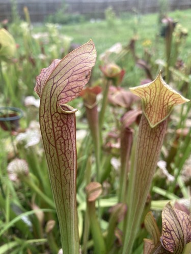 2024 Sarracenia Seed: Ahlesii (PF) x White Knight - Picture 4 of 7