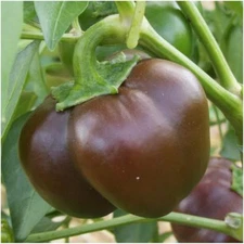 Chocolate Beauty Bell Pepper, NON-GMO, Heirloom, Variety Sizes, FREE SHIPPING