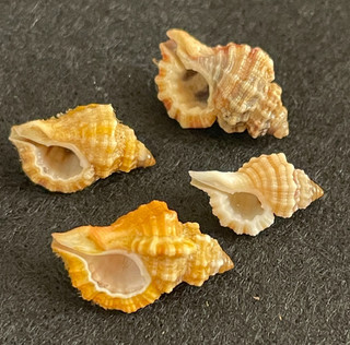 4 Turritriton labiosus Wood 12 mm 16 mm Off Florida USA