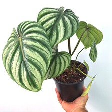 Philodendron Plowmanii 'WATERMELON'