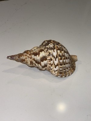 ~ 10  Charonia tritonis Triton's trumpet Giant Pacific Ocean Sea Snail Shell