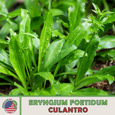 200 Culantro Seeds, Mexican Coriander DE ALCAPATE CILANTRO ANCHO CULANTRO RECAO