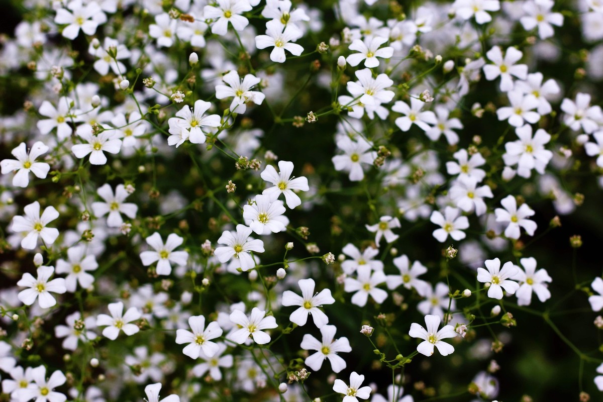 美品 gypsophila Floret Pants / White 美品 gypsophila Floret Pants / White