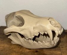 WOLF SKULL 1:1 REPLICA