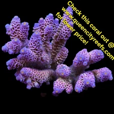 WYSIWYG - Indo Rainbow Tenius Colony - SPS Colony - Live Coral