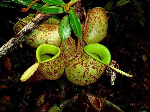 20 nepenthes ampullaria seeds samen,carnivorous pitcher fleisch