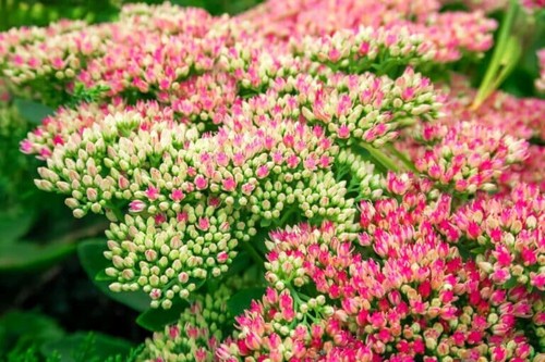 5 x Pflanze Fettehenne Pflanze Staude Blume Pink bienenfreundlich winterhart