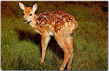 Spotted Fawn Deer State Parks Forest Wildlife Animals Cute Baby Vintage Postcard