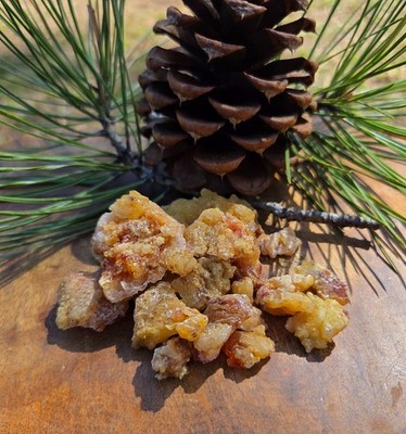 Wild Ponderosa Pine Sap Resin | Pitch | Raw organic tree sap resin 2oz-1lb