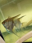 Breeding pair of Silver Domestic Angelfish.