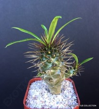 PACHYPODIUM LAMEREI MULTIHEAD rare madagascar palm cactus caudex plant 2" pot