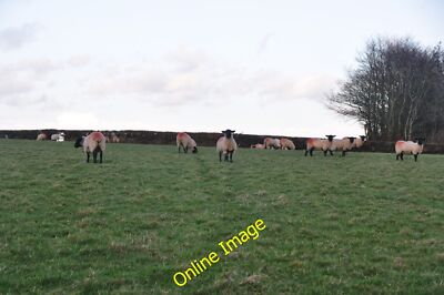 Photo 6x4 Mid Devon : Grassy Field & Sheep Oakford/SS9021 Sheep in a gra c2012