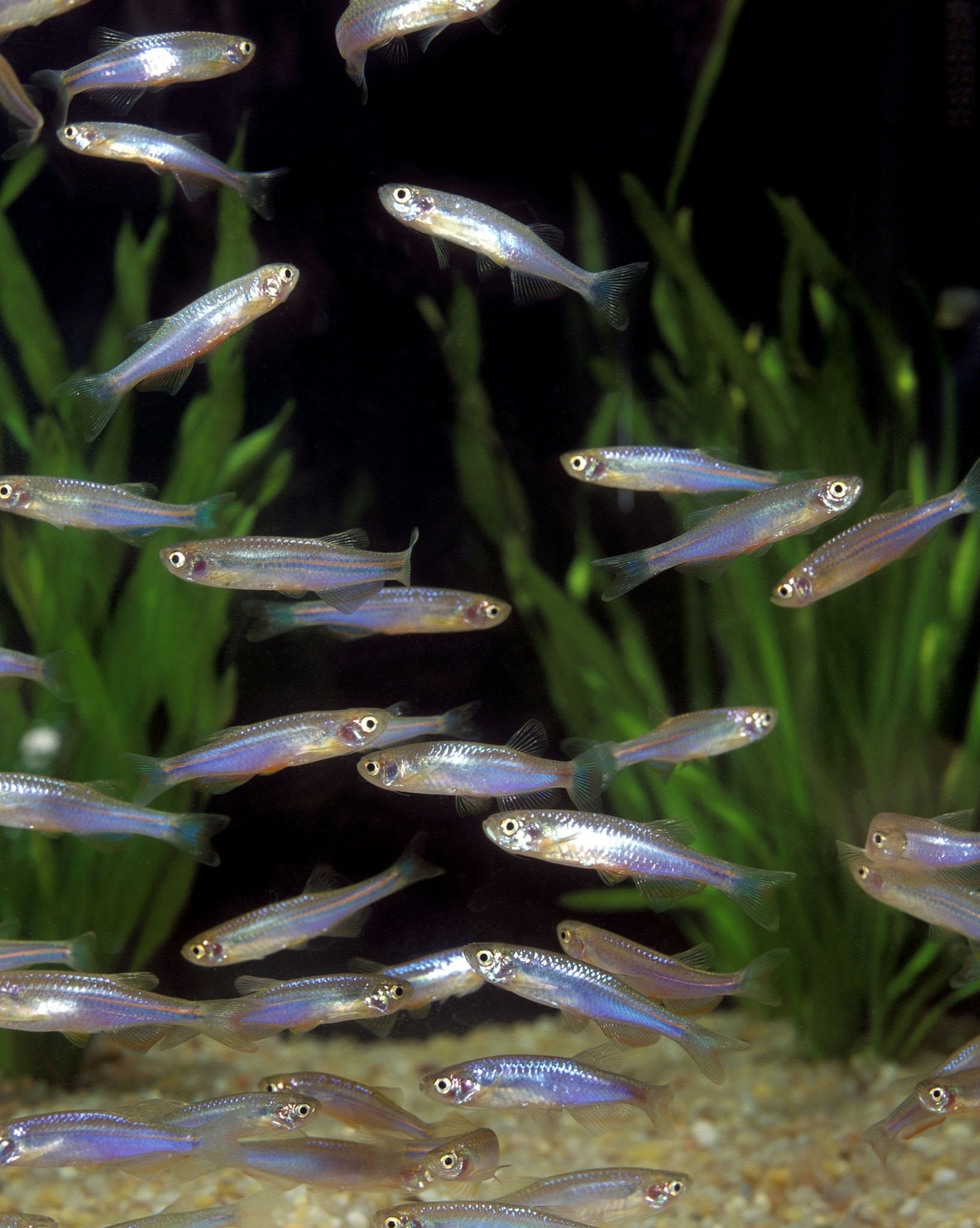 Pearl Danio Live Fish eBay