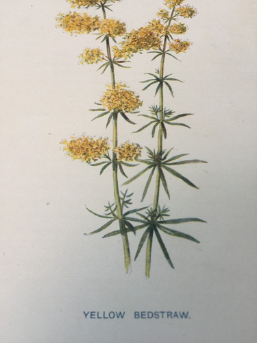Yellow Bedstraw Antique Print 1902 – F.E. Hulme Botanical Wildflower Art - Picture 9 of 11