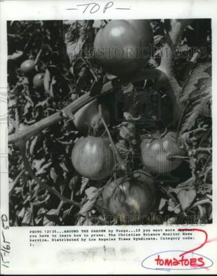 Press Photo Garden tomatoes on a vine ready to harvest - saa60780