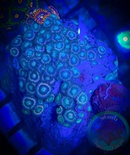 SAF~ 3 x 2.5 Inch Zoanthid Coral Colony, “WYSIWYG” Paly, Zoa, Zoanthid