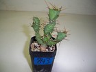 #843 - Euphorbia Clavigera