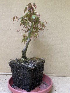 Japanese Maple Pre Bonsia 10 Inches Tall