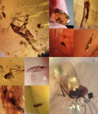 10 pieces authentic Myanmar insect Amber specimen fossil dinosaur age 9.24-22