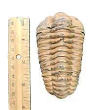 Large 3.5" Trilobite Fossil Calymene (Flexicalymene) Morocco Devonian Era