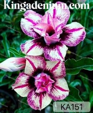 100 SEEDS ADENIUM OBESUM DESERT ROSE TRIPLE KA151 FRESH NEW HYBRID FREE SHIPPING