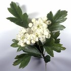 Afbeelding 3 van 3