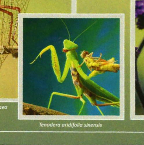 Insects Stamp Bundle of 2 Aglais Io Kallima Inachus S/S MNH #10672-10675 - Picture 11 of 13