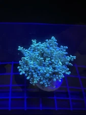 Live Coral Euphyllia Frogspawn Teal 1 Head