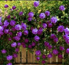 Scented Climbing Bush Rose Mature Plant 2L Pot Outdoor Garden