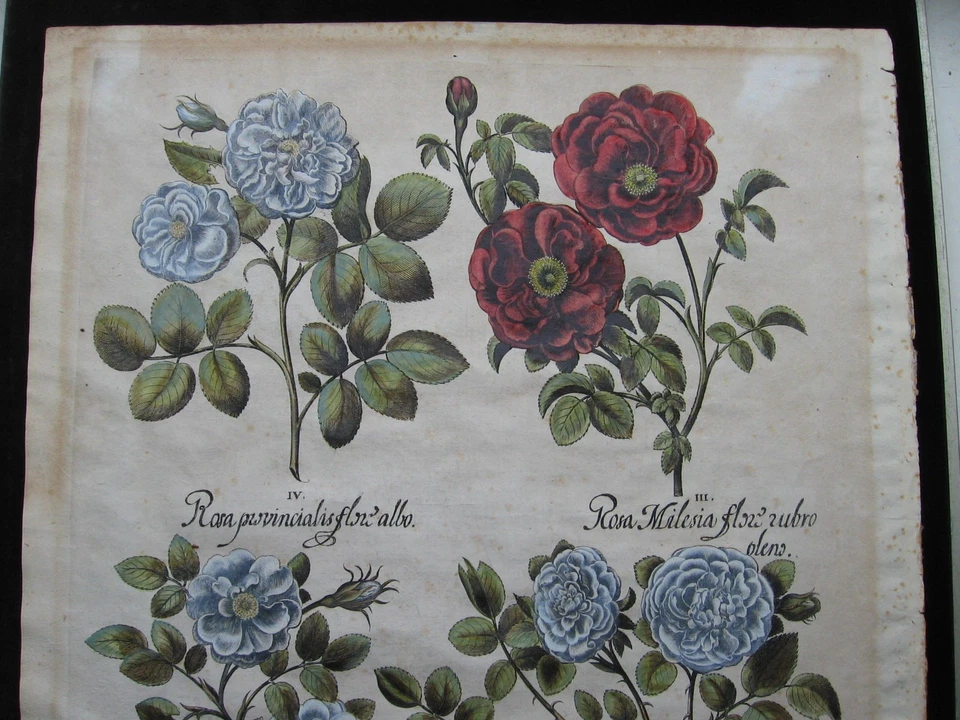 Basilius Besler: Rosen 1613/Roses, Hortus Eystettensis, Print Kupferstich - Bild 2 von 4