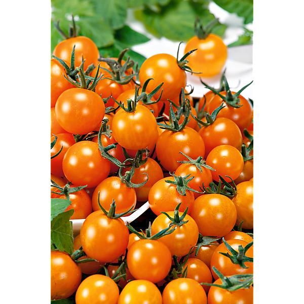 TOMATO FIGIEL - 50 SEEDS