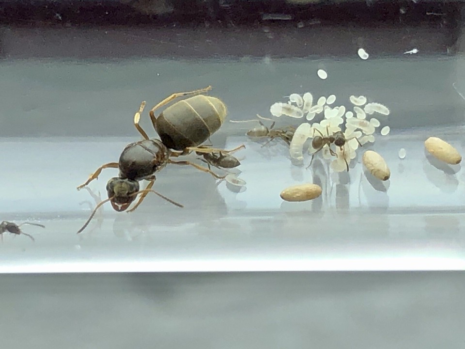 Queen Ant Colony Lasius Neoniger Starter Colony 510 workers eBay