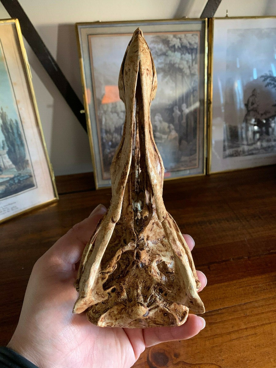 Dodo Skull Raphus Cucullatus Museum Quality Oddities | eBay