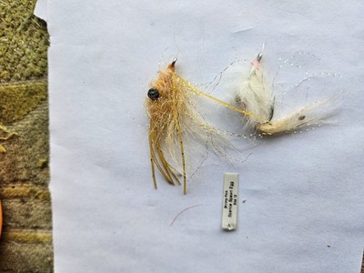 Shrimp Pink,white Sparkle Spawn Eggs #12