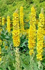 Great mullein 1000 seeds, wooly mullein, hardy 6-10' tall, verbascum BULK seeds