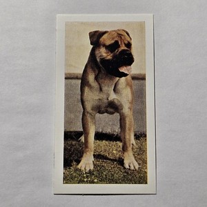 BULLMASTIFF DOG CARD 1961 DOGS 9A4 HORNIMANS TEA CARD BULL MASTIFF