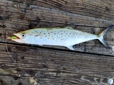 Ready Cast Pre-Rigged fishing Bubble for  Mackerels and varieties of fishes ~ US