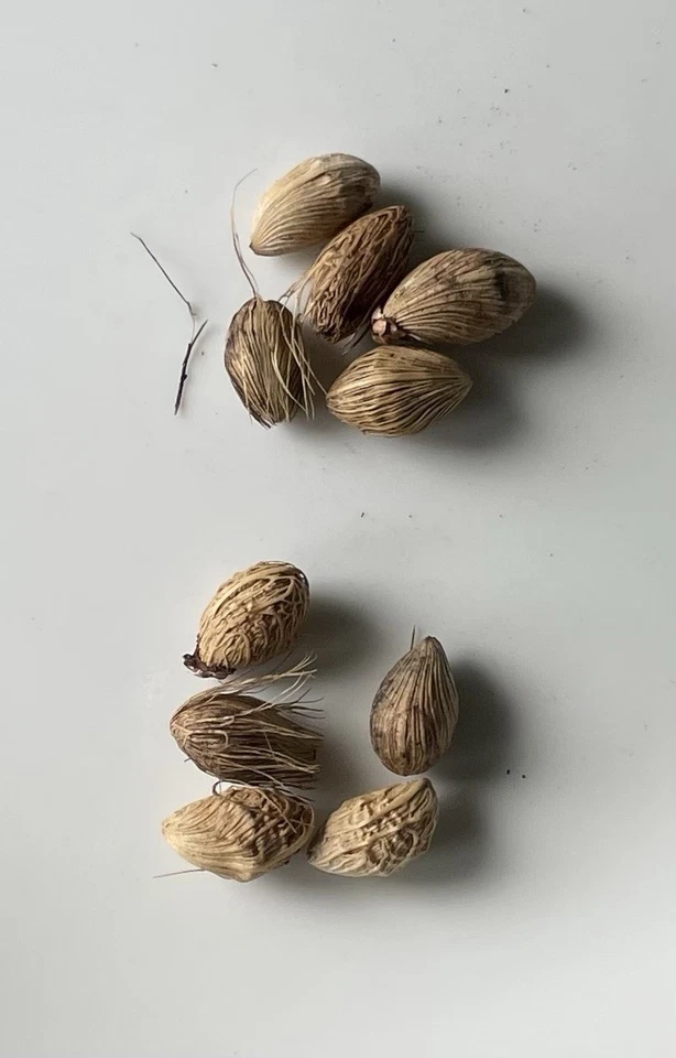 100 Areca Palm Seeds Oahu Hawaii, bamboo palm, golden cane, yellow palm tree - Image 2 of 2