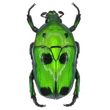 Heterorrhina Sexmaculata One Real Green Black Scarab Beetle Unmounted Packaged