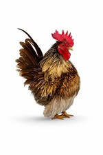 10 Fertile Show Quality Malaysian Serama Chicken Hatching Eggs 3Eggs Kikiriki