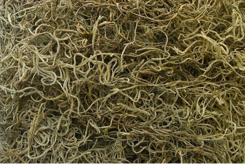 TRex Reptile Terrarium Décor Terra Accents Spanish Moss eBay