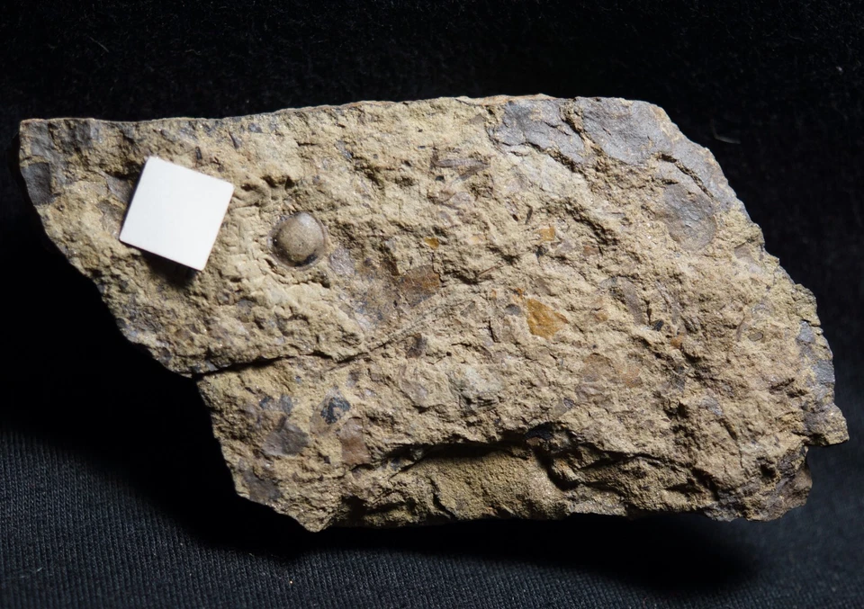 Very rare big Extremely Cooksonella Junggaria oldest silurian land plant - Image 4 of 4