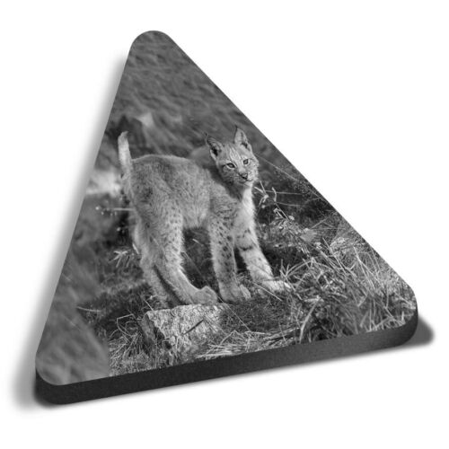 Dreieck MDF Magnete - BW - Niedlicher Luchs Junge Kätzchen Tiger #36473 - Bild 1 von 8