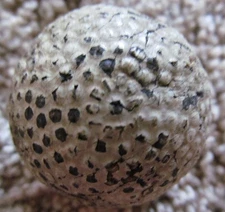 VINTAGE RARE AND HARD TO FIND AGRIPPA 27 1/2 GUTTY CIRCA 1895