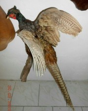 Faisan chasse naturalisé