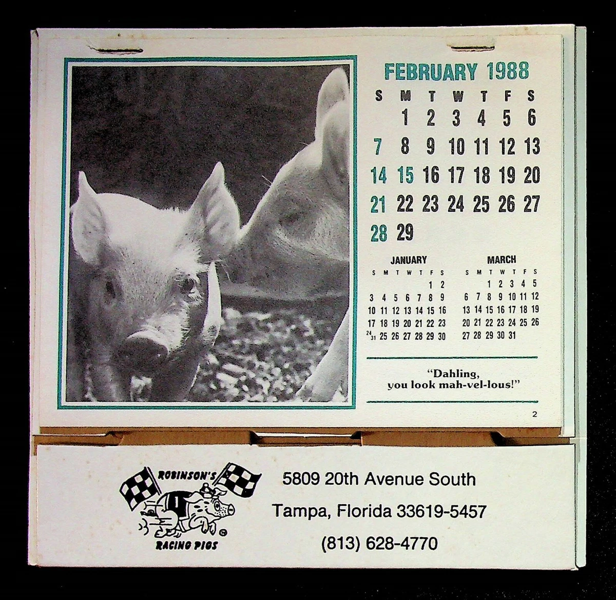 Robinson's Racing Pigs 1988 Calendar Of Pigs Tampa Florida | eBay