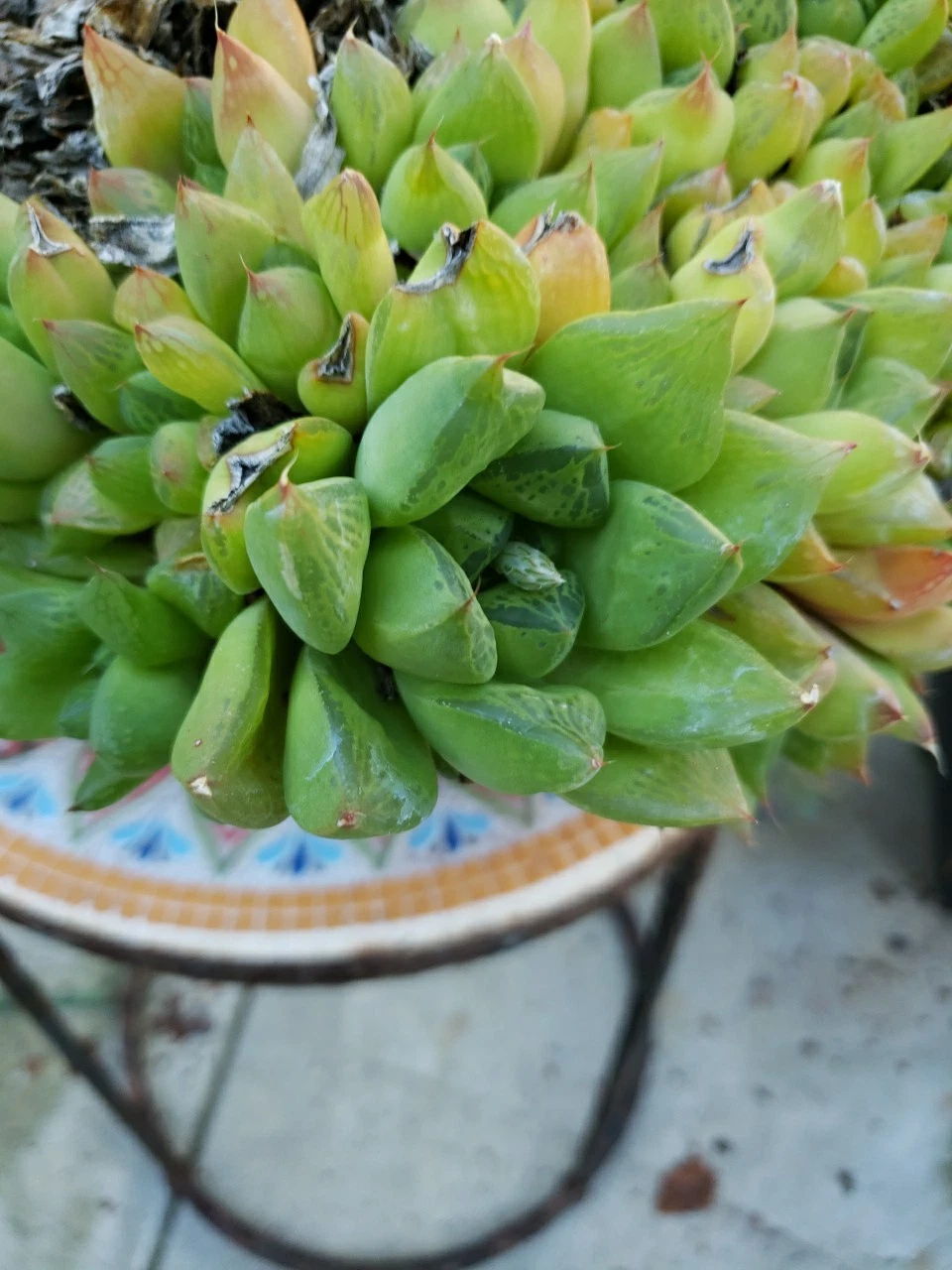 1ga size Rare Succulent Species with roots 4x4" piece limited time