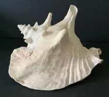 Queen Conch Pink Seashell Snail Shell Large Natural Beach Ocean 8" x 7" x 5"
