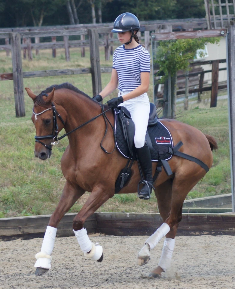 BungeeBand Saddlepad, Equine Band, Core Trainer, Equi Trainer, Equine Core Pad - Image 4 of 4
