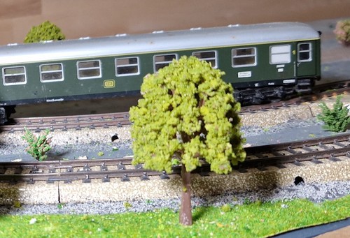 20 Dark Yellow Green Deciduous Trees, 75 mm Tall - Picture 13 of 18